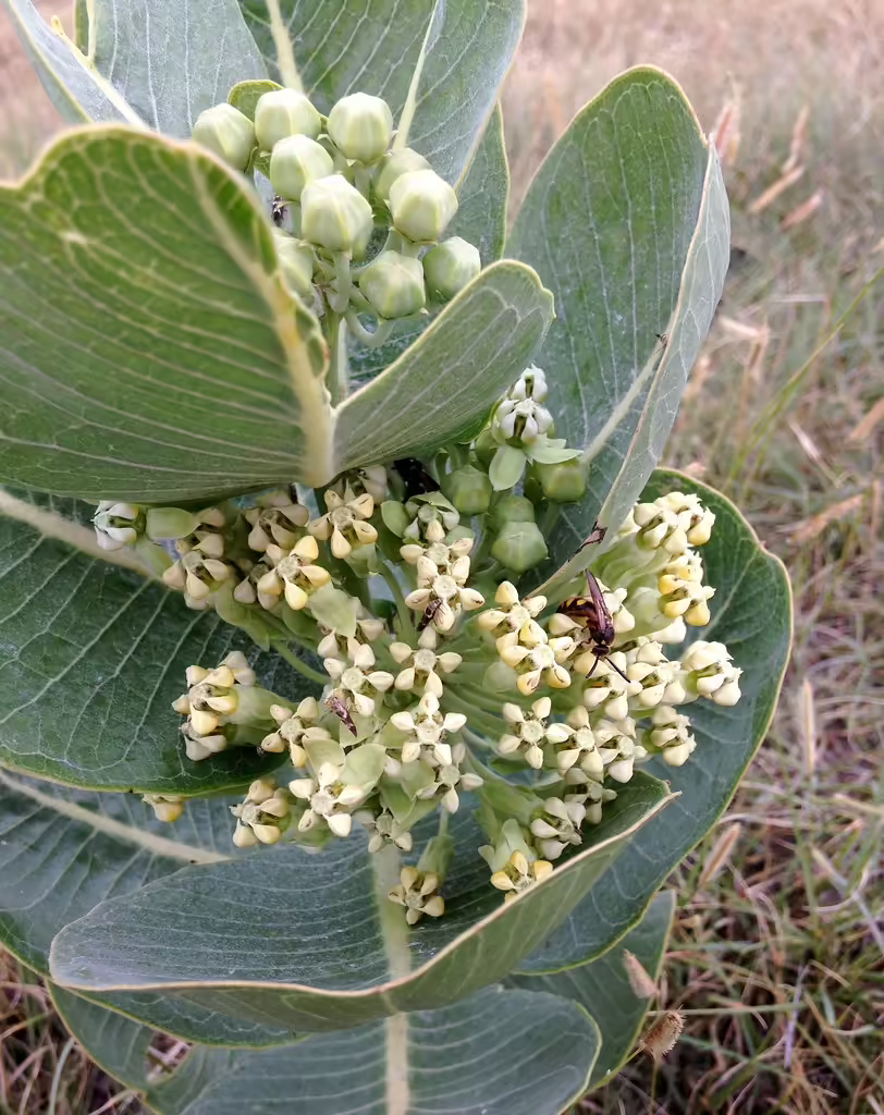 Plant of western sand milkweed (Asclepias arenaria).