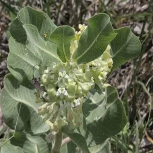 Flowers of western sand milkweed (Asclepias arenaria).