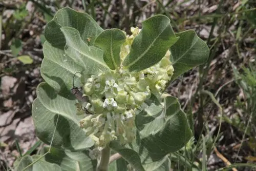 Flower of Western Sand Milkweed (Asclepias arenaria) in a field.