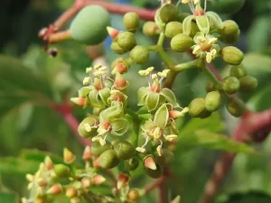 Greenish-white flowers of Virginia Creeper (Parthenocissus quinquefolia).
