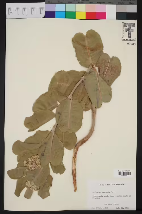Herbarium specimen of western sand milkweed (Asclepias arenaria).