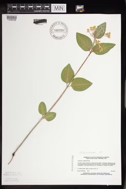 Herbarium specimen of oval-leaf milkweed (Asclepias ovalifolia).