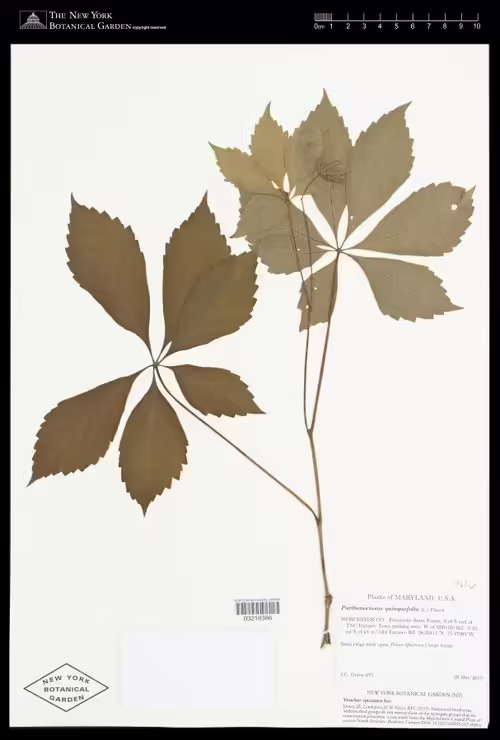Herbarium specimen of Virginia creeper (Parthenocissus quinquefolia).
