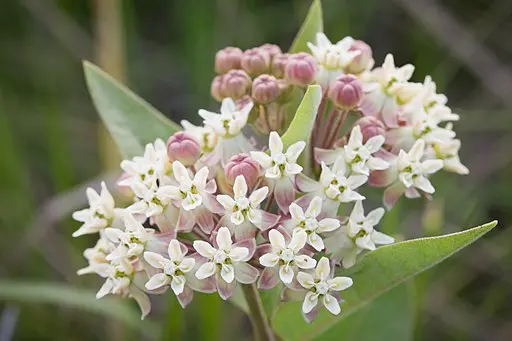 Cluster of pinkish flowers from Oval-leaf Milkweed (Asclepias ovalifolia).