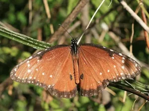 Queen Butterfly (Danaus gilippus) on a branch.