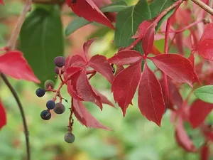Vitaceae | Grape Family