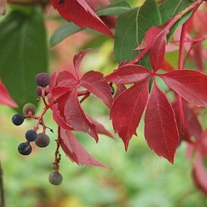 Red foliage of Virginia Creeper (Parthenocissus quinquefolia)