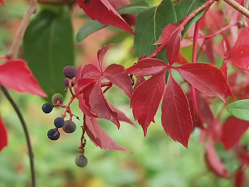 Red leaves of Virginia creeper (Parthenocissus quinquefolia).