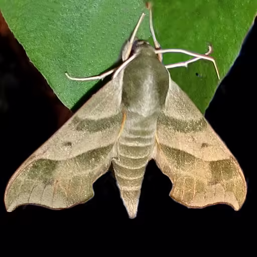 Virginia creeper moth (Darapsa myron) on leaf.