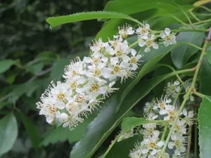 White flowers of wild black cherry (Prunus serotina).