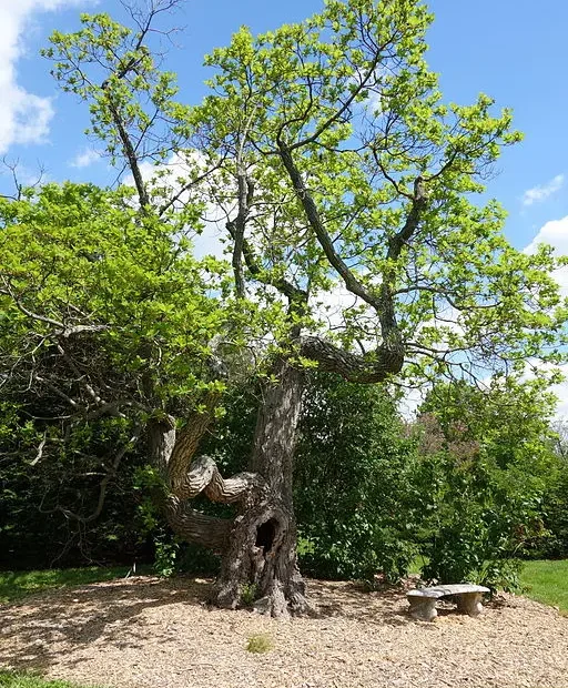 Tree of Sassafras (Sassafras albidum).