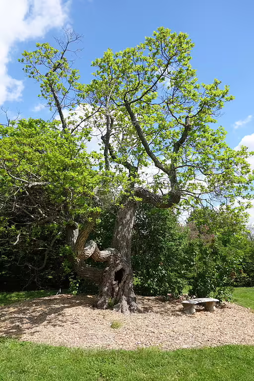 Tree of sassafras (Sassafras albidum) in an open area.