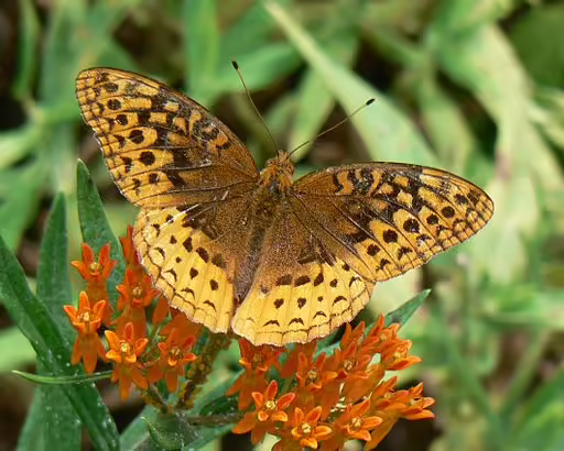 Great spangled fritillary (Speyeria cybele) on butterfly weed.