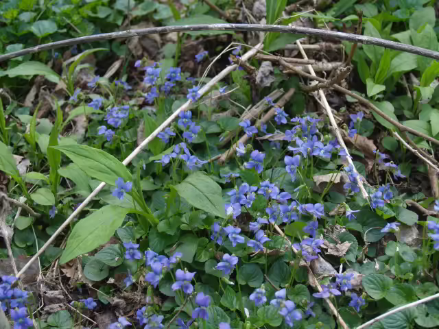 Area of common blue violet (Viola sororia) in a garden.