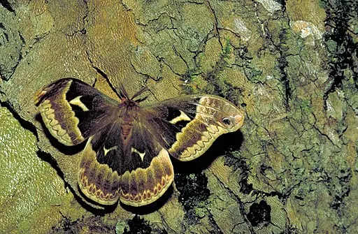Tuliptree Silk Moth on bark.