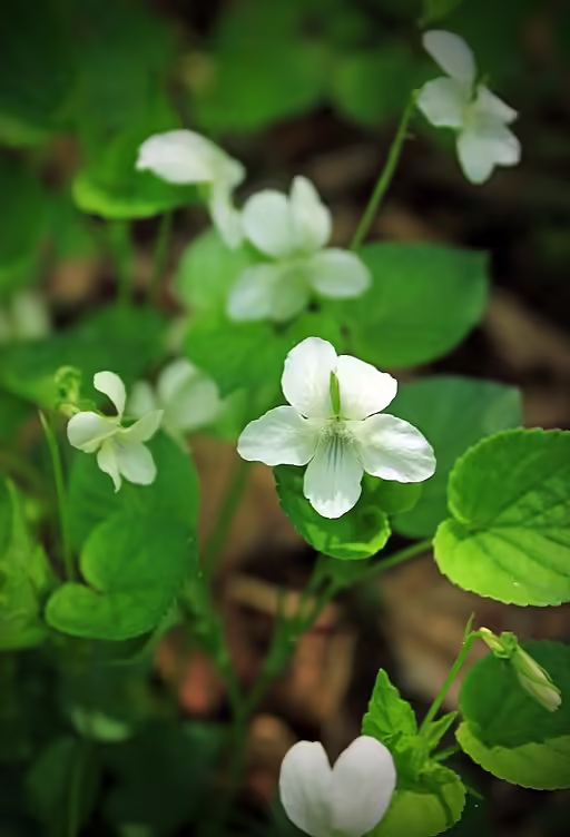 White flowers of Canada violet (Viola canadensis).