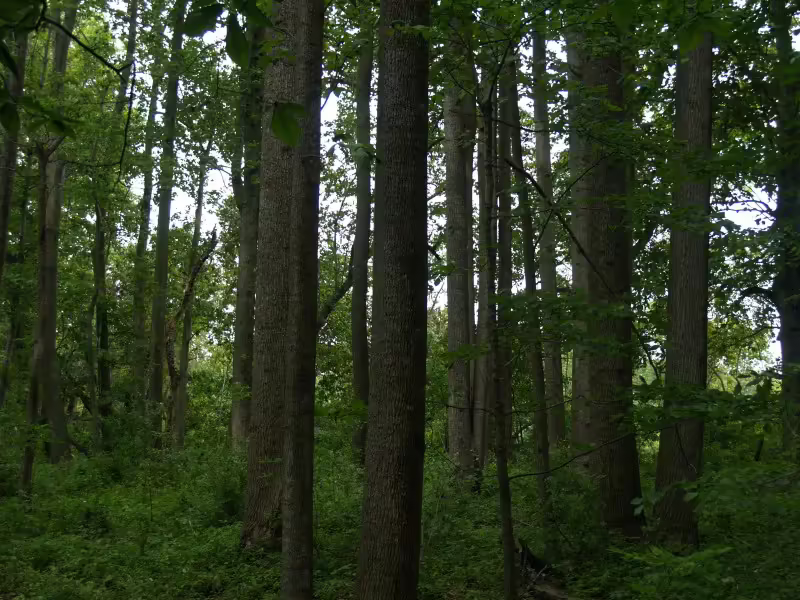 Forest of Tuliptree in Delaware.