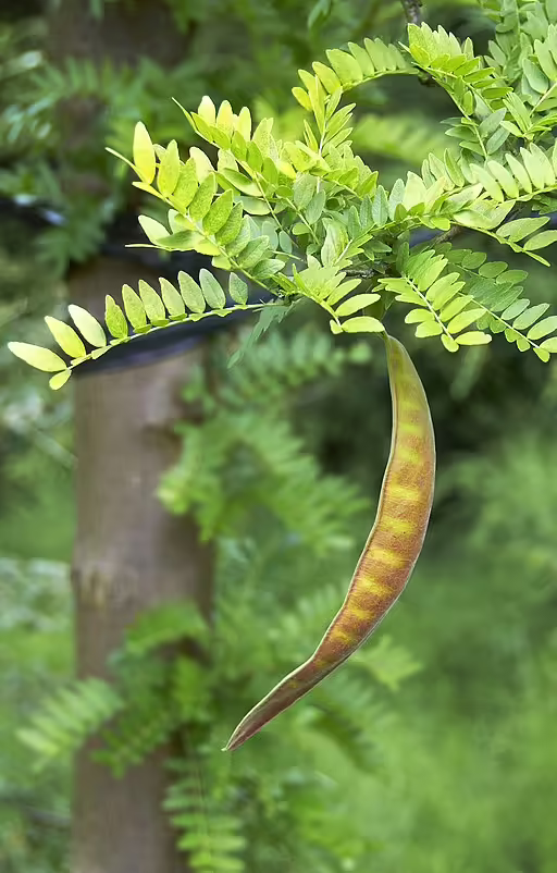Pods of honey locust (Gleditsia triacanthos).