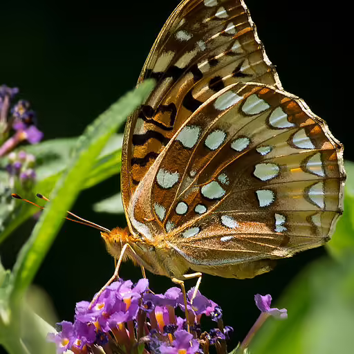Great spangled fritillary on purple flower.