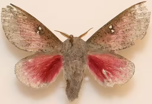 Honey locust moth on beige background.