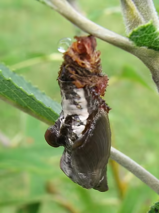 Brown chrysalis of viceroy butterfly hanging from leaf.