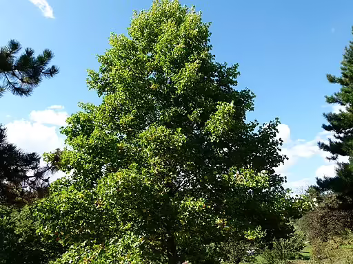 Tree of tuliptree (Liriodendron tulipifera) in an open area.