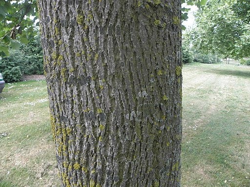 Trunk of Tuliptree (Liriodendron tulipifera)