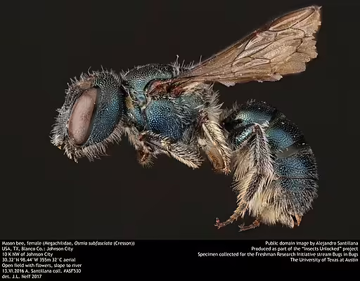 Mason Bee on black background.
