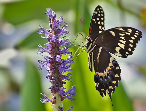 Palamedes swallowtail on purple flower.