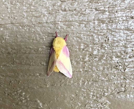 Rosy Maple Moth on a surface