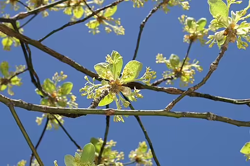 Yellow flowers of sassafras (Sassafras albidum).