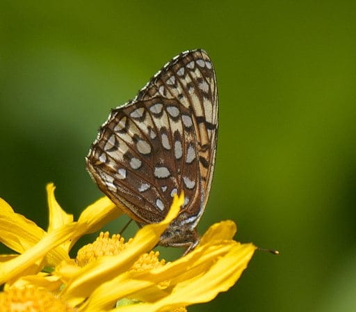 Atlantis Fritillary (Speyeria atlantis) on a flower