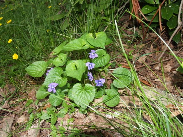 Common Blue Violet (Viola sororia) in the woods