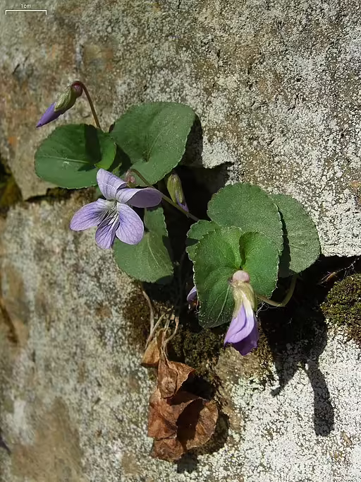 Southern woodland violet (Viola hirsutula) in rock.