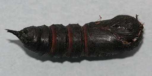Black Chrysalis of Honey Locust Moth.