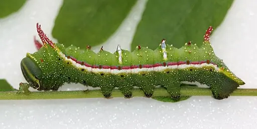 Green Caterpillar of Honey Locust Moth.