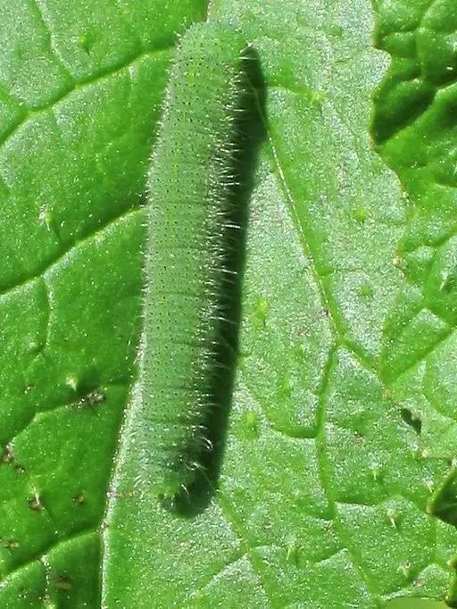 Cabbage White Butterfly (Pieris rapae) on a leaf.
