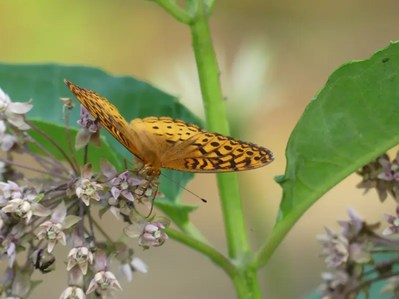 Great Spangled Fritillary (Speyeria cybele) on a milkweed.