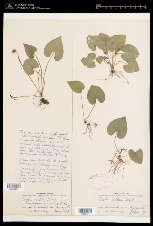 Herbarium specimen of southern woodland violet (Viola hirsutula).