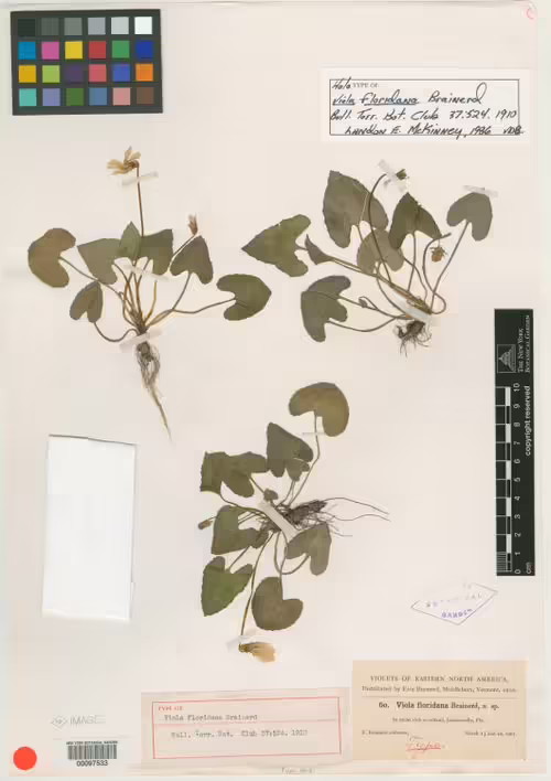 Holotype specimen of common blue violet (Viola sororia).
