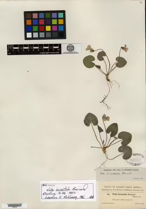 Holotype specimen of southern woodland violet (Viola hirsutula).