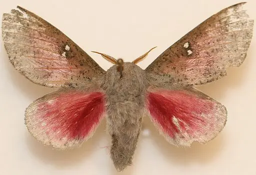 Honey Locust Moth on fabric.