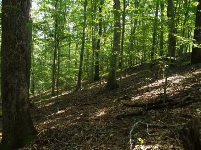 Mesic hardwood forest habitat in Delaware.