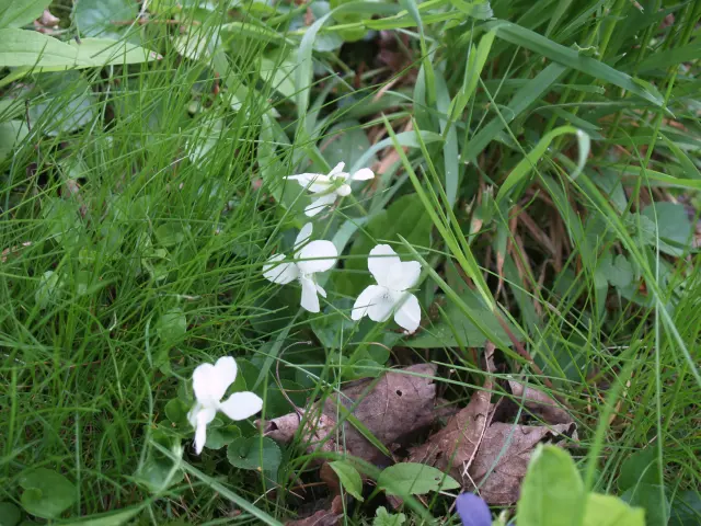 Plants of Canada Violet (Viola canadensis var. canadensis) in lawn.