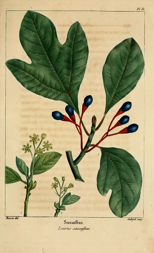 Print of Sassafras (Sassafras albidum).