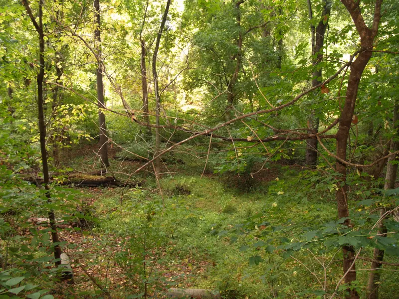 Riverine floodplain forest in Delaware.