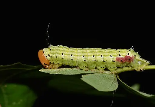 Rosy Maple Moth on a leaf.