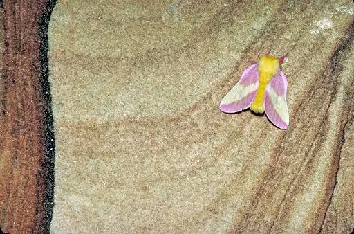 Rosy maple moth (Dryocampa rubicunda) on tree.