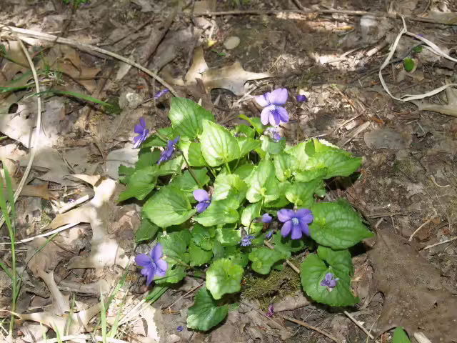 Southern woodland violet (Viola hirsutula) in a garden.