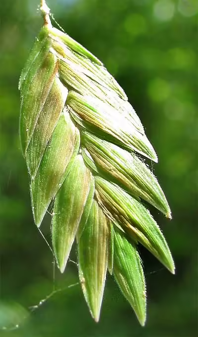 Spikelet of indian wood oats (Chasmanthium latifolium).